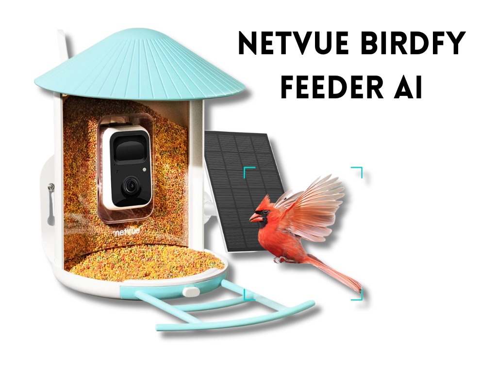 3 Best Bird Feeder Camera