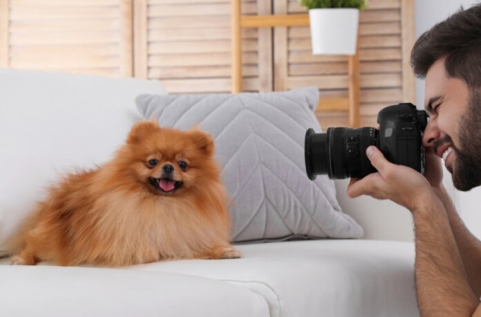 Best Camera for Dog Photography