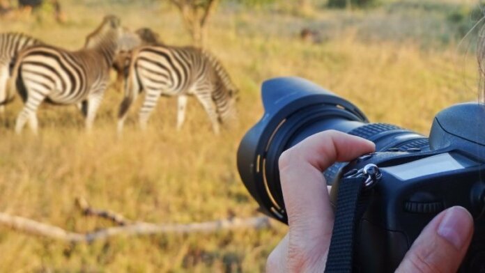 Best Camera for Safari Beginners